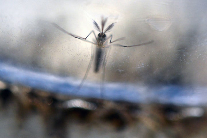 Aedes Aegypti mosquito larvae at a laboratory of the Ministry of Health of El Salvador, February 7, 2016.