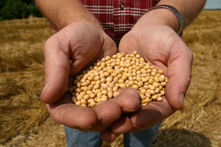 A farmer holds Monsanto's Roundup Ready Soy Bean seeds.