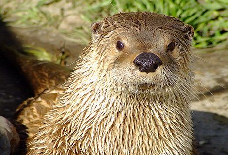 A river otter at the Calgary Zoo. Logan, one of the zoo's river otters, died recently after two employees gave it a pair of "unauthorized" pants. Logan drowned after getting tangled in the piece of clothing, the zoo said.