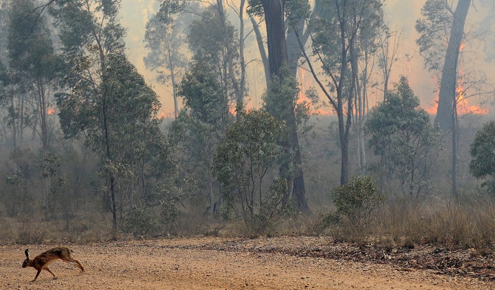 A rabbit flees a bushfire near the town of Rylstone, northwest of Sydney, Australia, in November 2009. Eastern Australia was identified in a new study as one of many land ecosystems around the world that are most sensitive to climate variability.