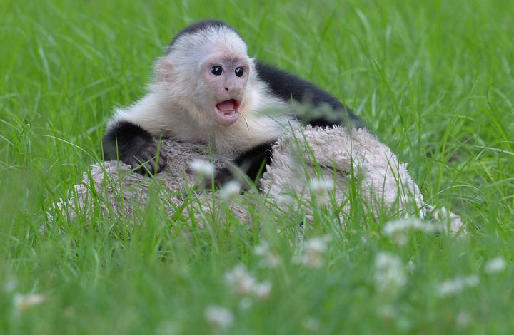 The capuchin monkey OG Mally, formerly owned by Justin Bieber, plays in Serengeti-Park in Hodenhagen, northern Germany.