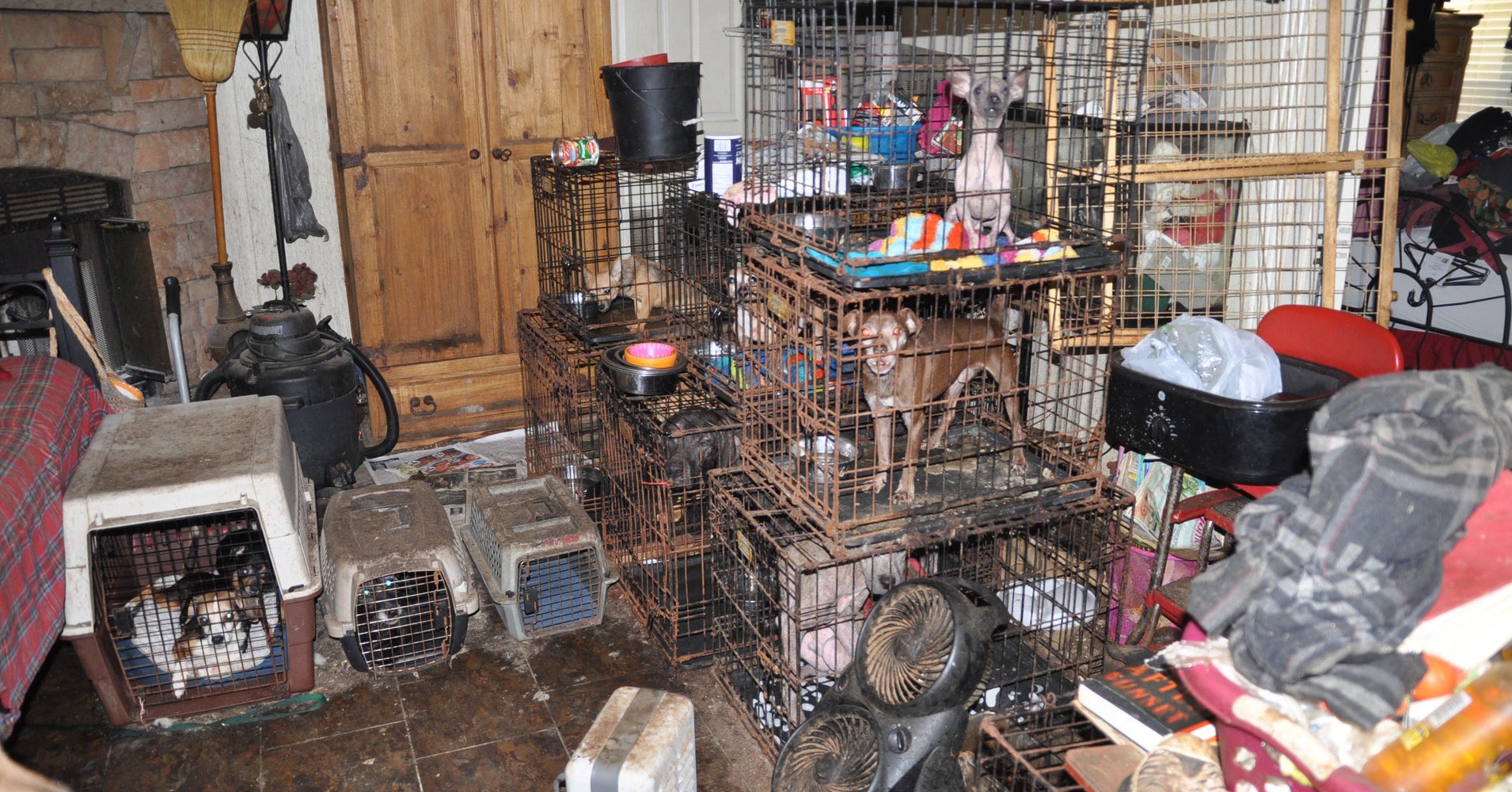 52 Severely Neglected Animals Rescued From A Hoarder's Home In Florida