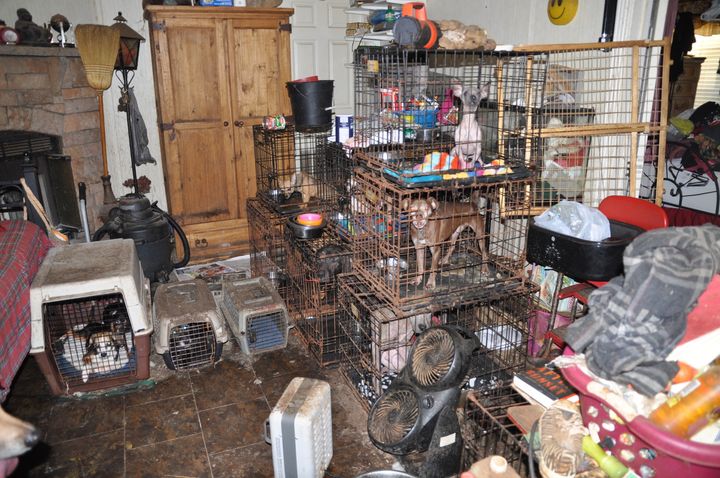The sad state of animal hoarding.