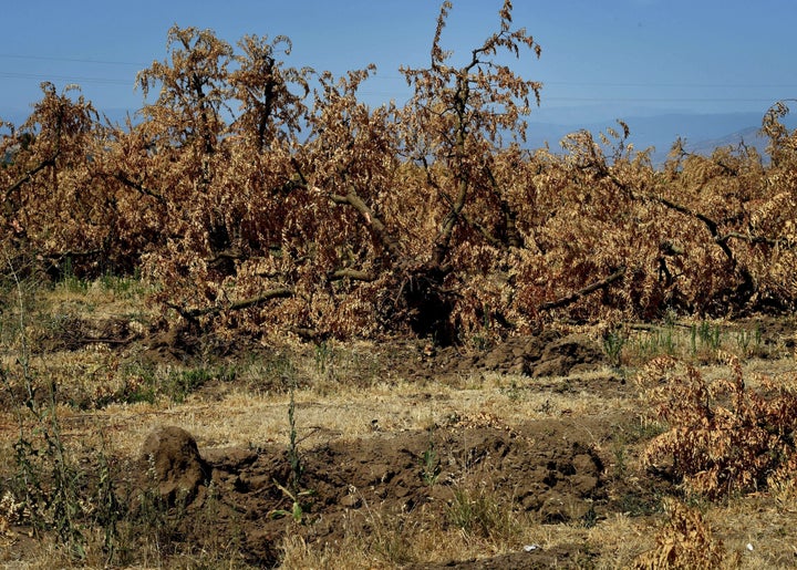 120 million trees across California are at risk of dying, recent research has found.