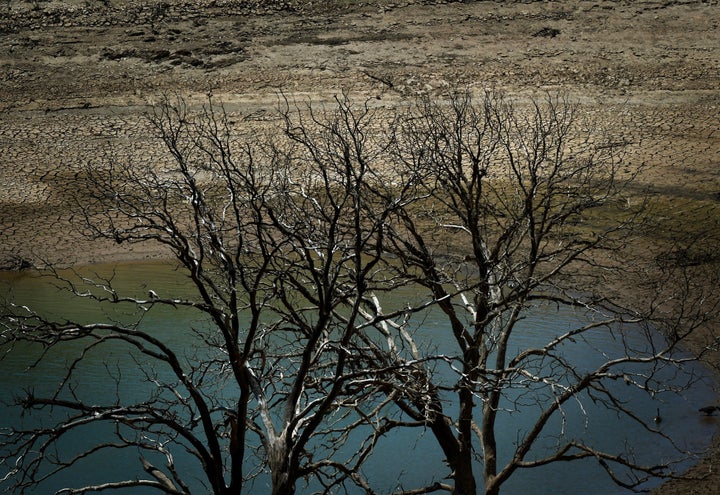 Dead trees are seen by a dried up section of New Melones Lake, California. The state has endured four dry summers and four wi