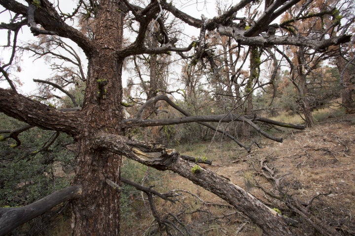 Dead and dying trees are seen in Los Padres National Forest, California. The state's governor, Jerry Brown, declare