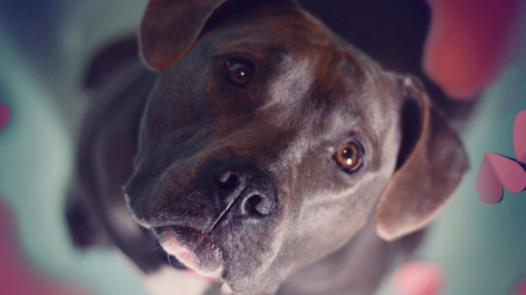 This Citys Pit Bull Ban Has Failed Miserably To Prevent Dog
