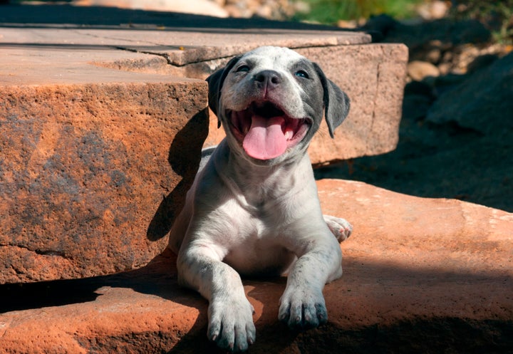 Pit bulls born after the ban were prohibited.