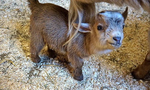 Nigerian dwarf goats are known for their easygoing nature.