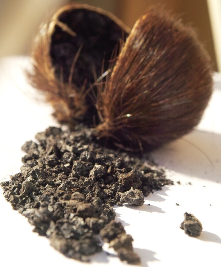 You Don't Even Want To Know Where Musk Comes From | HuffPost Life