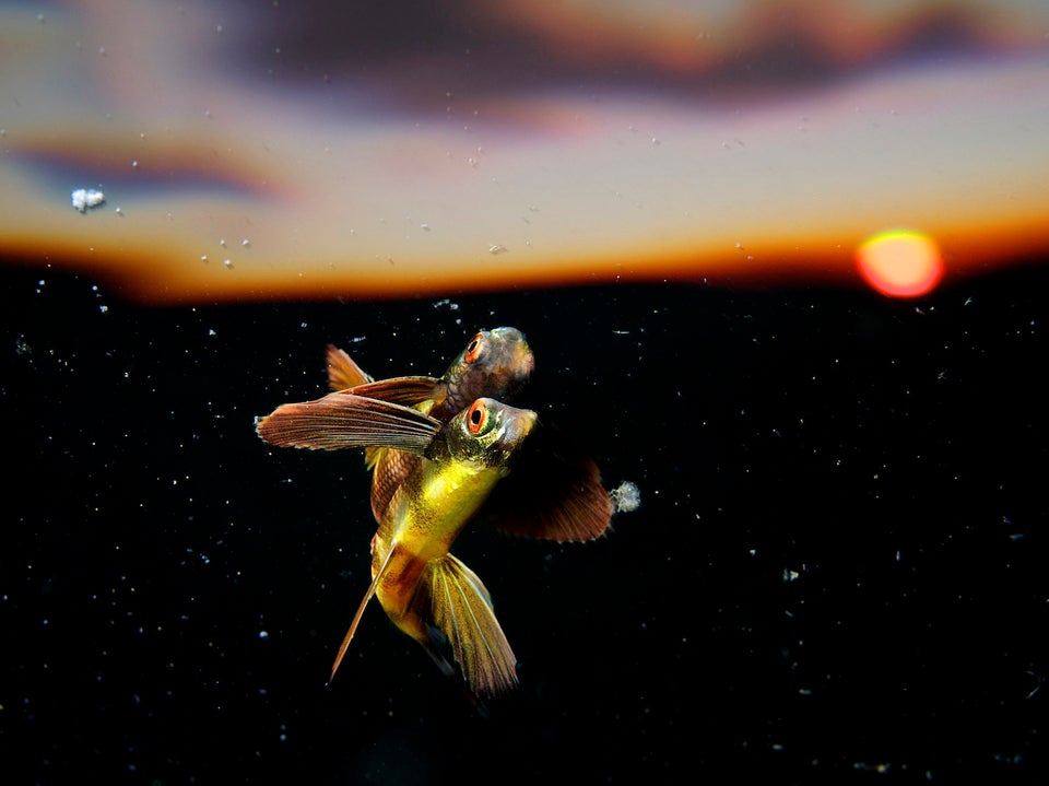 Photographers From 186 Countries Compete In Worldwide Competition ...