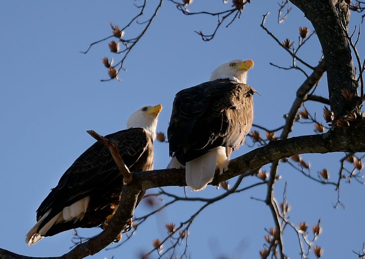 The maximum fine for harming a bald eagle is $100,000.