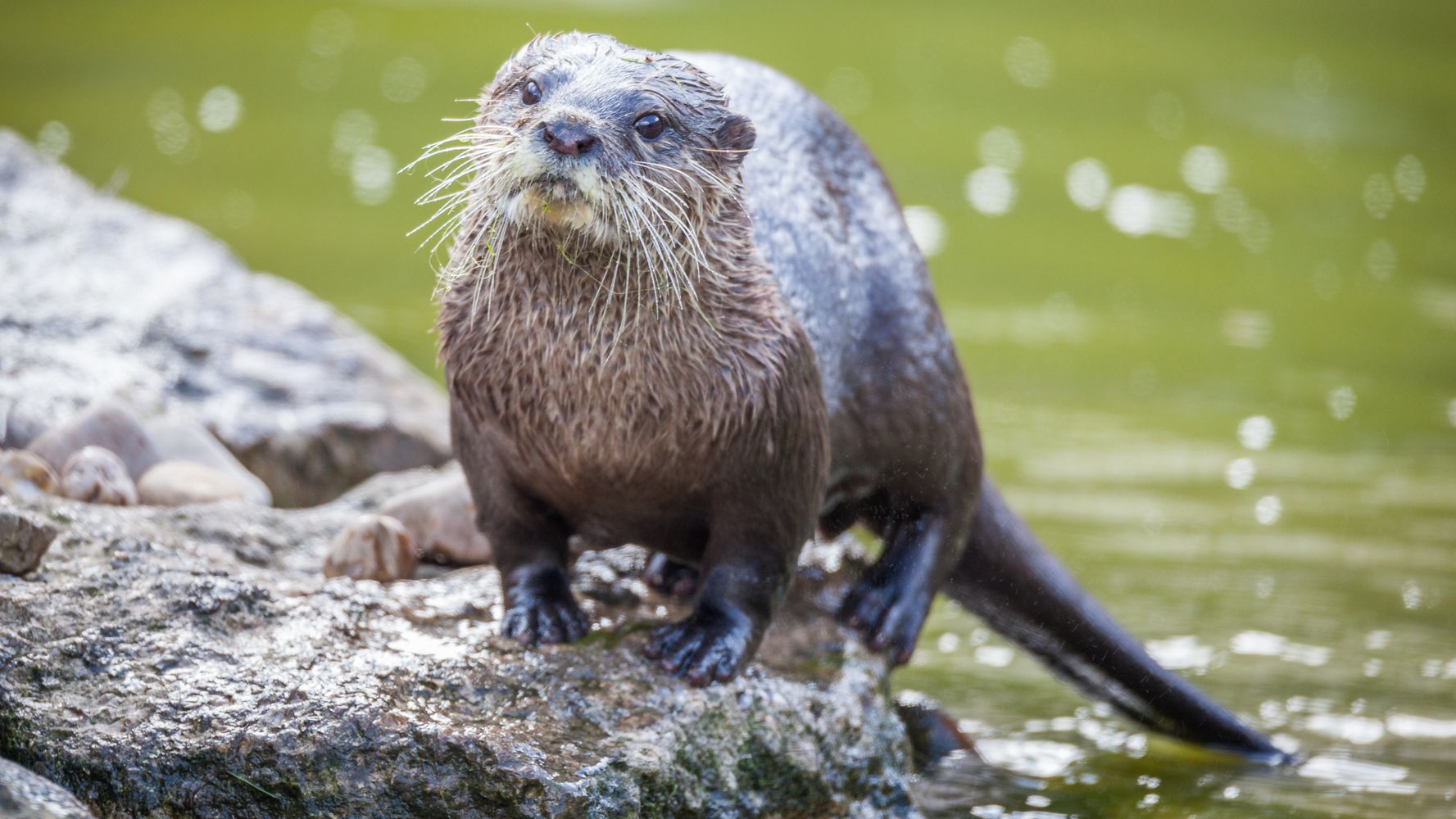 Cops Called To Injured Otter Find Something Entirely Different ...