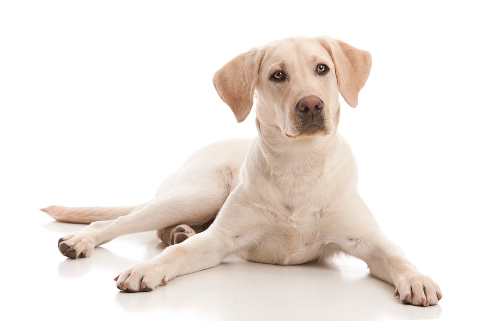 Retrievers (Labrador)