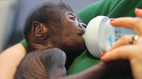 The unnamed baby gorilla, born on Feb. 12 at the Bristol Zoo, is being hand-fed by experienced gorilla keepers.