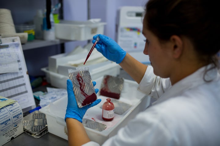 CAMPINAS, BRAZIL - FEBRUARY 11: A biologist works on putting blood on iron plates to feed the females of the nursery that produces genetically modified mosquitoes on February 11, 2016 in Campinas, Brazil. Technicians from the Oxitec laboratory located in Campinas, 100km from Sao Paulo, are releasing genetically modified mosquitoes Aedes Egypti to combat Zika virus.