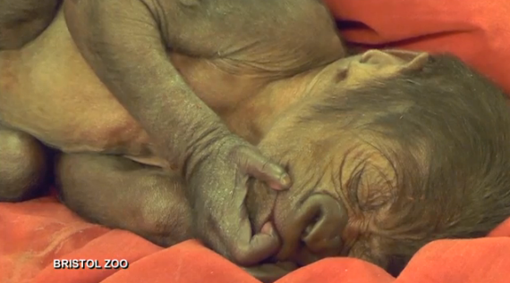 The unnamed baby gorilla gets a little rest.