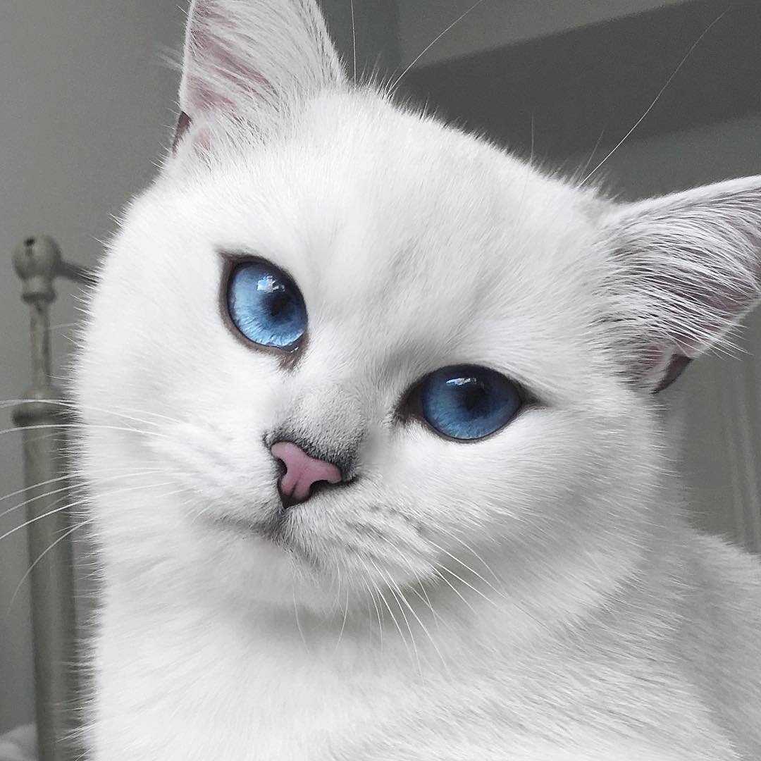 Cat With Blue Eyes And Natural Winged 