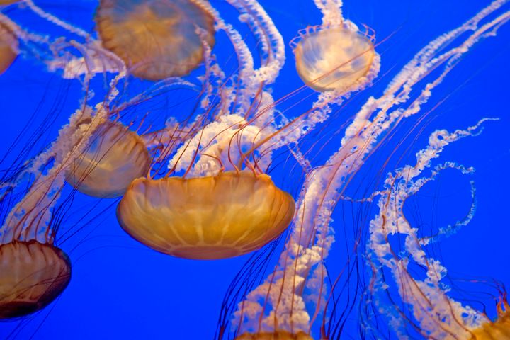 New research suggests a distinct humming sound is associated with daily migrations of the fish, jellyfish and other animals from the deep ocean to the surface.