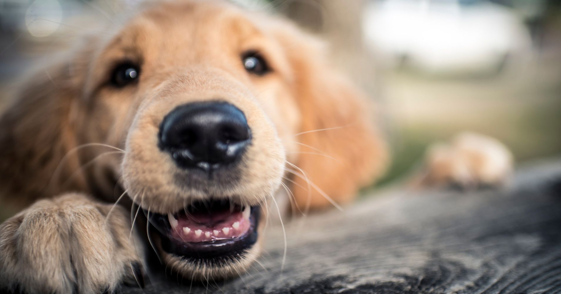 4 Things You Can Do To Make Your Pet Happier And Healthier