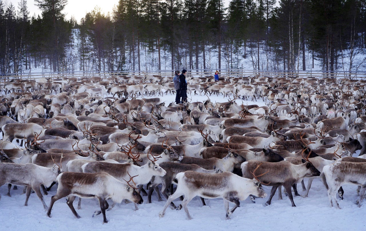 A herd of reindeer swirl around young Sami men of Norway's central Snasa village. High levels of radiation have been detected in reindeer meat as a result of lasting effects from Ukraine's Chernobyl disaster in 1986.