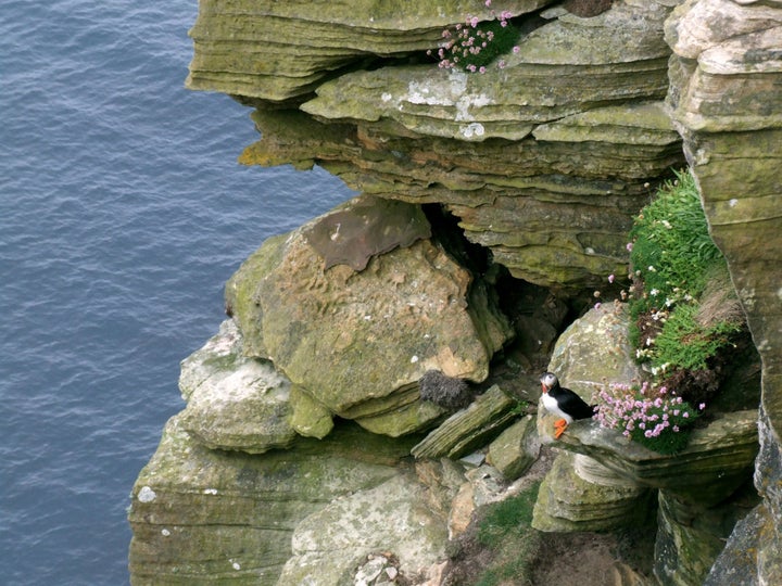 A puffin at Dunnet Head.