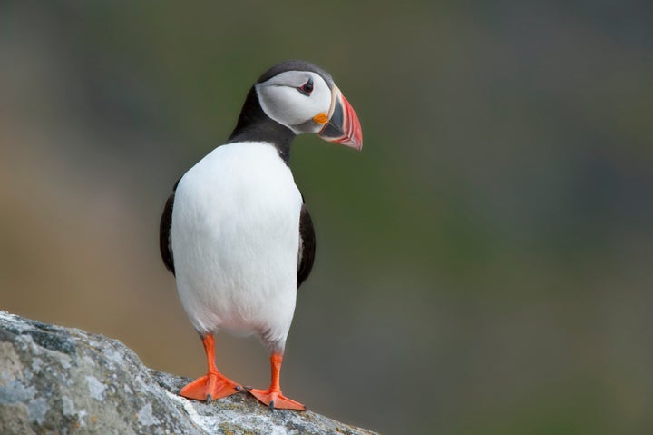 The puffin's tri-colored beak.