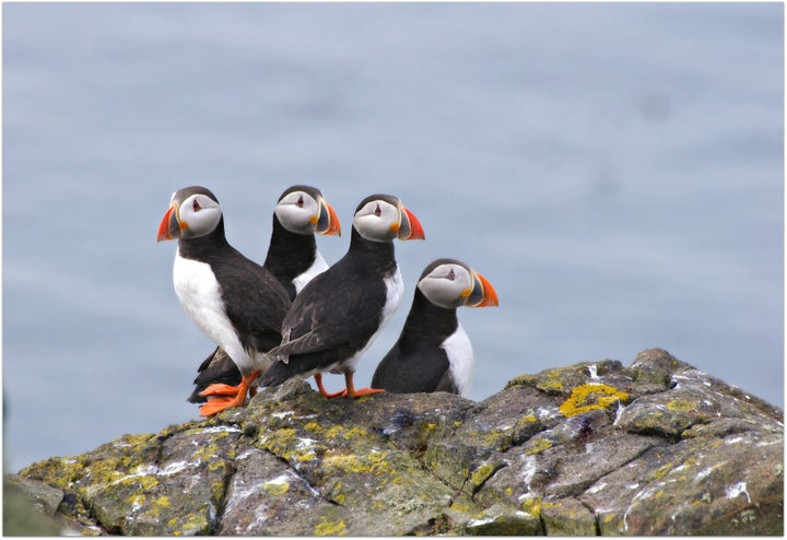 According to the World Wildlife Federation, puffin’s Latin name, Fratercula, means “little brother.”