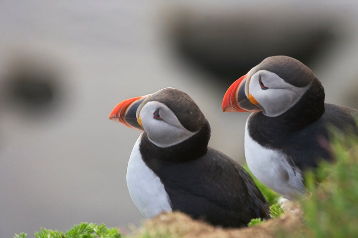 It's a good month for puffins.