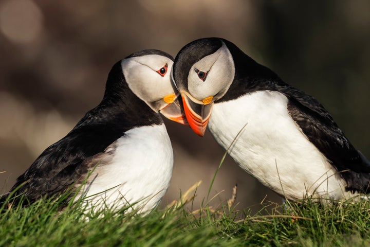 According to the World Wildlife Federation, puffins typically mate with just one partner.