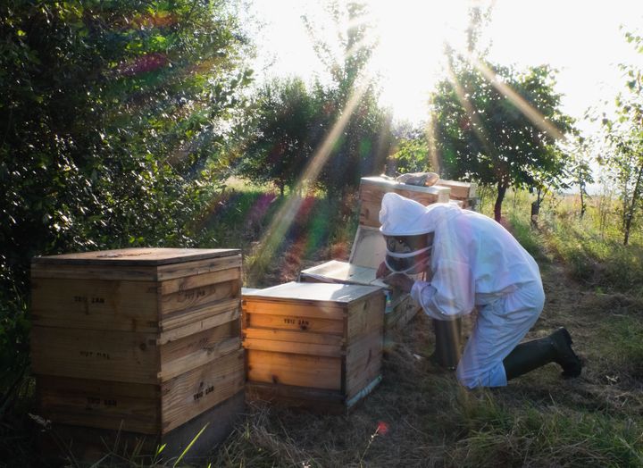 Beekeepers try to keep bees – and livelihoods – from going extinct