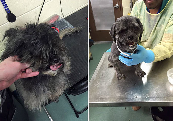 Groomer With Heart Made Of Kibble Gives Shelter Dogs Free Haircuts ...