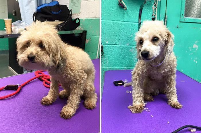 Groomer With Heart Made Of Kibble Gives Shelter Dogs Free Haircuts ...