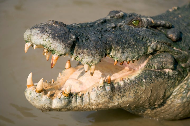 Suspected Drug Dealers Used Crocodiles To Guard Cash, Police Say ...