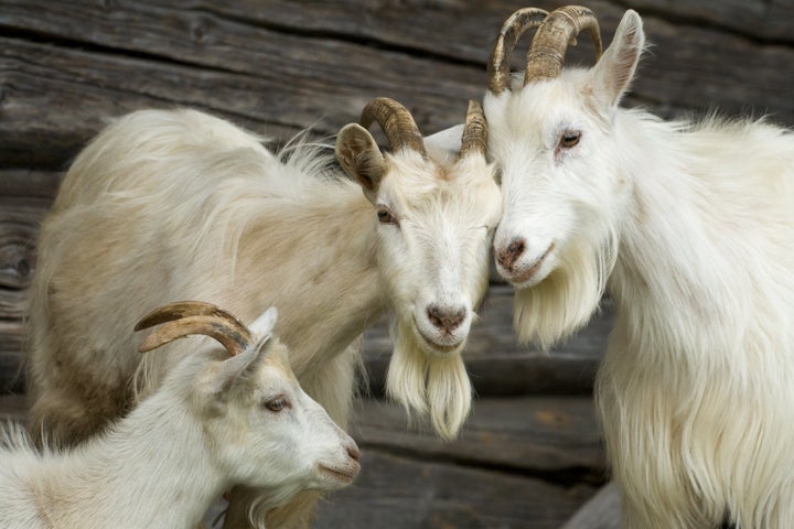 The program in Salem, Oregon, will not be renewed because the goats (not pictured) cost much more than human landscapers and smelled.