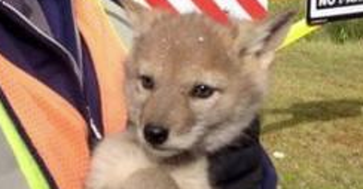 Ridiculously Cute Coyote Pups Rescued From Storm Drain | HuffPost Good News