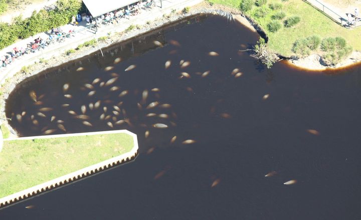 Aerial photo of manatees in FPL Fort Myers Manatee Park in Lee County, Florida.