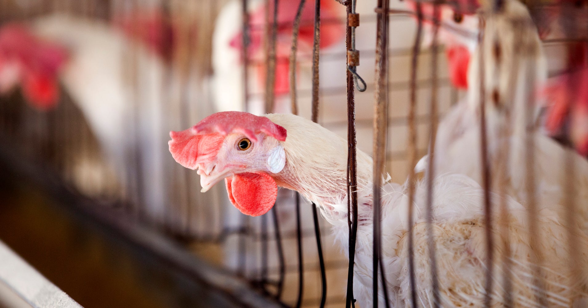 Fast Food Moving Away From Antibiotics In Chicken Fast Food Moving Away From Antibiotics In Chicken