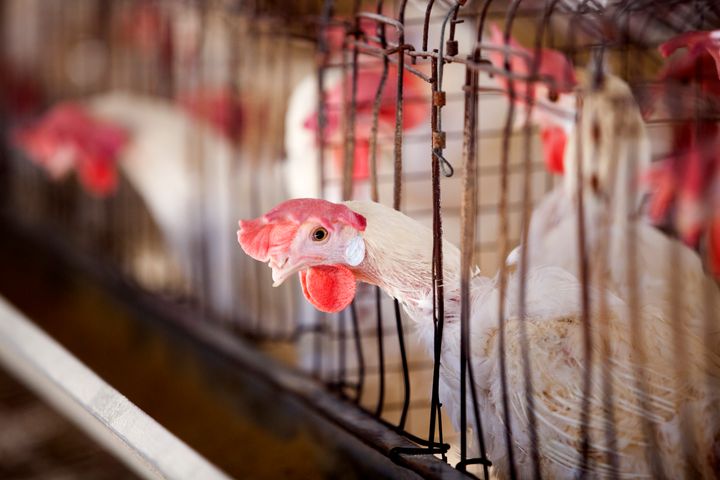 Consumer demand is inspiring many companies to make the switch to antibiotic-free meat.