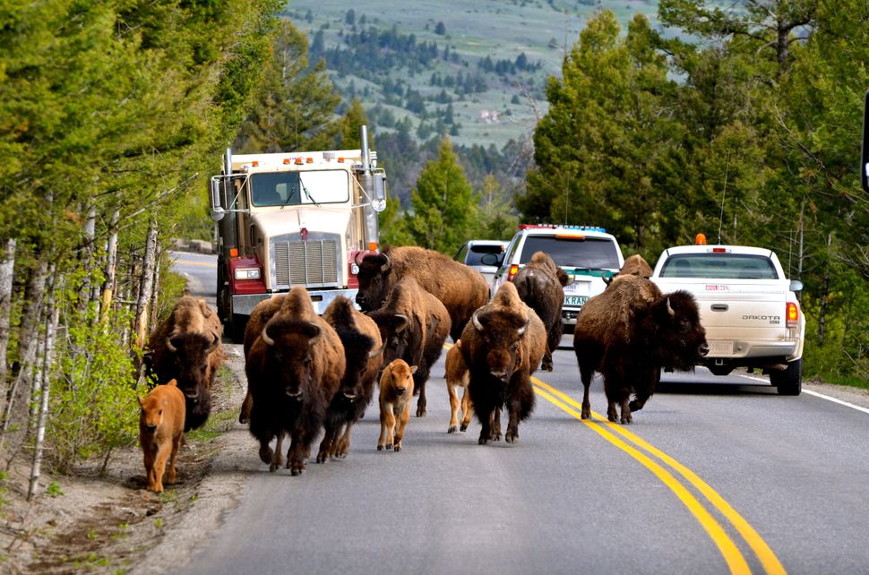 Gorgeous Photos Show Yellowstone Only Gets Better With Age | HuffPost