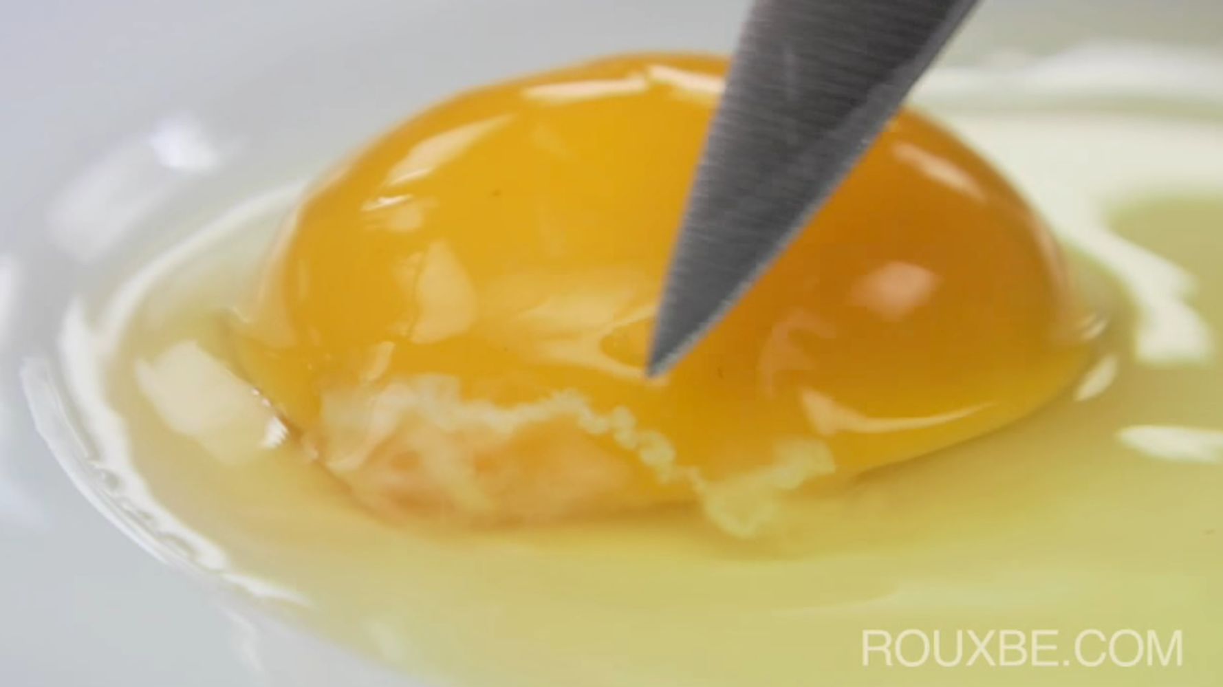 Boiled Penguin Eggs Have See-Through Whites, Just In Case You