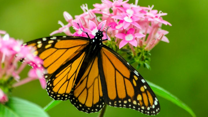 In this close up, a monarch is seen feeding on the nectar of a penta flower at the San Antonio Botanical Gardens.