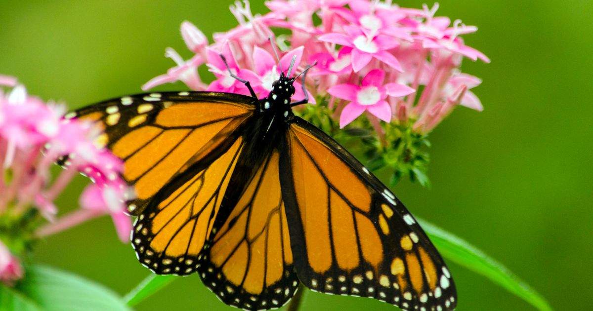 Monarch Butterfly Population Soars, Thanks To Conservation Efforts ...