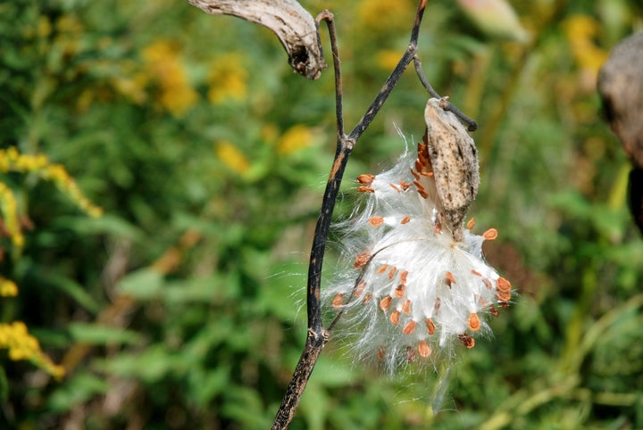 The milkweed plant.