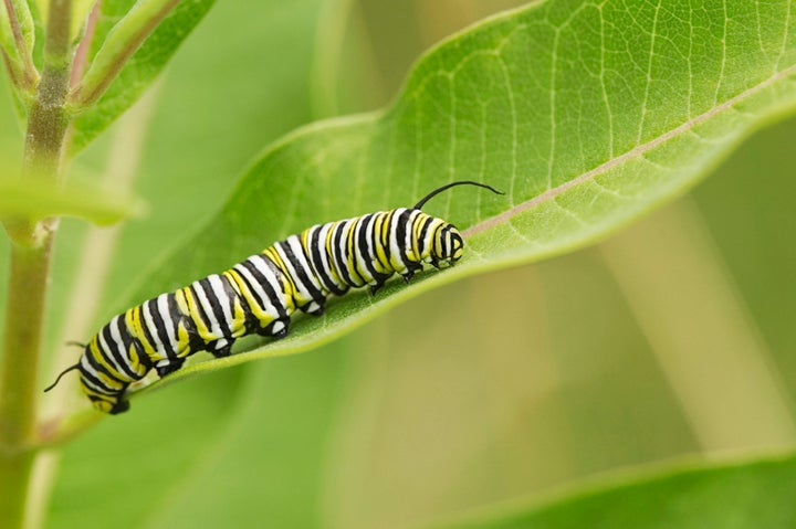 Monarch caterpillar on milkweed leaf.