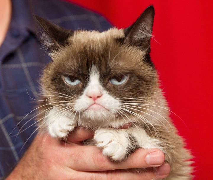 What's up, Grumpy Cat?