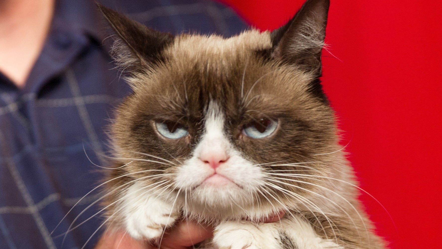 25 Signs Your Cat Is Actually In Pain According To Science Huffpost