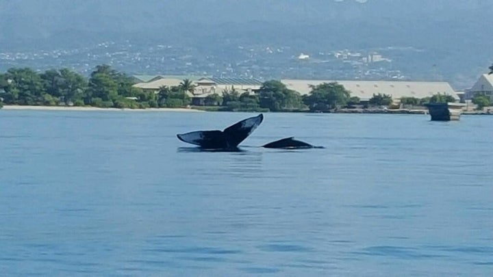 A humpback whale and her calf swim in waters near the entrance to Pearl Harbor in Honolulu, Hawaii.