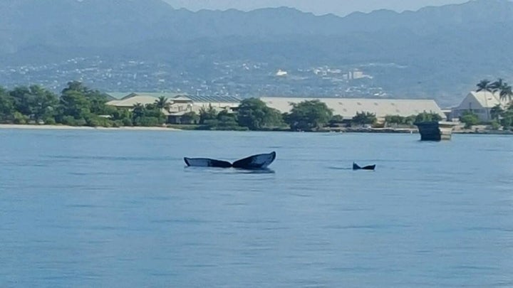 Momma and baby whale tails spotted at Pearl Harbor.