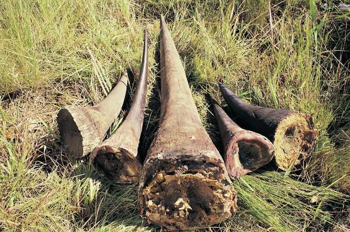 An illegal haul of rhino horn.